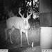 Hanke's Hunts Kansas Game Camera Photo