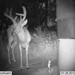 Hanke's Hunts Kansas Game Camera Photo