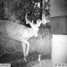 Hanke's Hunts Kansas Game Camera Photo