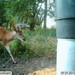 Hanke's Hunts Kansas Game Camera Photo