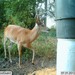 Hanke's Hunts Kansas Game Camera Photo