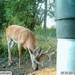 Hanke's Hunts Kansas Game Camera Photo