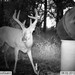 Hanke's Hunts Kansas Game Camera Photo