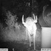 Hanke's Hunts Kansas Game Camera Photo