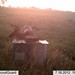 Hanke's Hunts Kansas Game Camera Photo