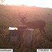 Hanke's Hunts Kansas Game Camera Photo