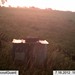 Hanke's Hunts Kansas Game Camera Photo