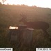 Hanke's Hunts Kansas Game Camera Photo