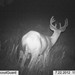 Hanke's Hunts Kansas Game Camera Photo