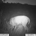 Hanke's Hunts Kansas Game Camera Photo