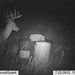 Hanke's Hunts Kansas Game Camera Photo