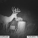 Hanke's Hunts Kansas Game Camera Photo