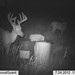 Hanke's Hunts Kansas Game Camera Photo