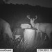 Hanke's Hunts Kansas Game Camera Photo