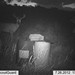 Hanke's Hunts Kansas Game Camera Photo