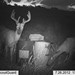 Hanke's Hunts Kansas Game Camera Photo