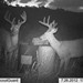 Hanke's Hunts Kansas Game Camera Photo