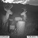 Hanke's Hunts Kansas Game Camera Photo