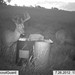 Hanke's Hunts Kansas Game Camera Photo