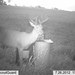 Hanke's Hunts Kansas Game Camera Photo