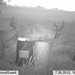 Hanke's Hunts Kansas Game Camera Photo