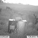Hanke's Hunts Kansas Game Camera Photo