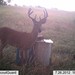 Hanke's Hunts Kansas Game Camera Photo