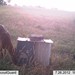 Hanke's Hunts Kansas Game Camera Photo
