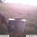 Hanke's Hunts Kansas Game Camera Photo