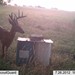 Hanke's Hunts Kansas Game Camera Photo