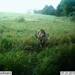 Hanke's Hunts Kansas Game Camera Photo