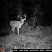 Hanke's Hunts Kansas Game Camera Photo