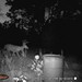 Hanke's Hunts Kansas Game Camera Photo