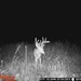 Hanke's Hunts Kansas Game Camera Photo