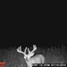 Hanke's Hunts Kansas Game Camera Photo