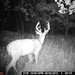 Hanke's Hunts Kansas Game Camera Photo