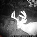 Hanke's Hunts Kansas Game Camera Photo