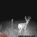 Hanke's Hunts Kansas Game Camera Photo