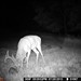 Hanke's Hunts Kansas Game Camera Photo