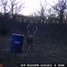 Hanke's Hunts Kansas Game Camera Photo