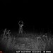 Hanke's Hunts Kansas Game Camera Photo