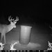 Hanke's Hunts Kansas Game Camera Photo