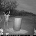 Hanke's Hunts Kansas Game Camera Photo