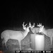 Hanke's Hunts Kansas Game Camera Photo
