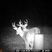 Hanke's Hunts Kansas Game Camera Photo