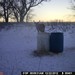 Hanke's Hunts Kansas Game Camera Photo
