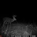 Hanke's Hunts Kansas Game Camera Photo