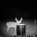 Hanke's Hunts Kansas Game Camera Photo