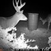 Hanke's Hunts Kansas Game Camera Photo