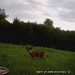 Hanke's Hunts Kansas Game Camera Photo